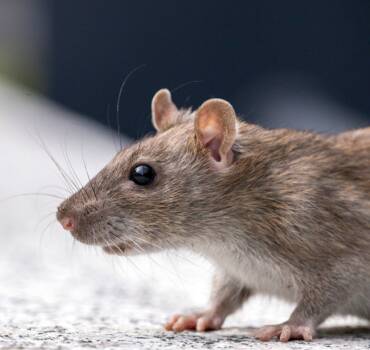 Rat Removal