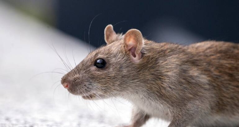 Houston Rat Removal Cost and Signs of Infestation