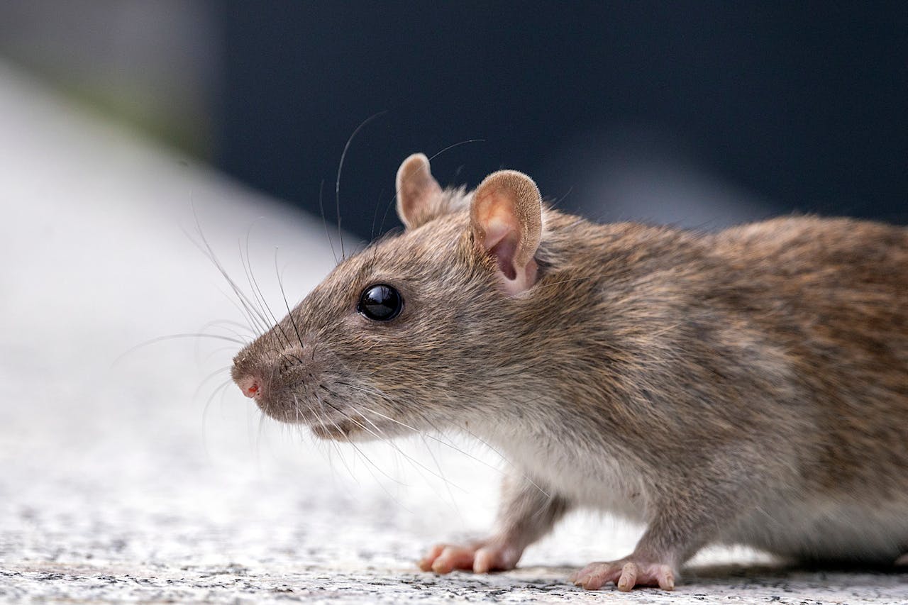 Houston rat exterminator and rat removal service showing active rodent problem