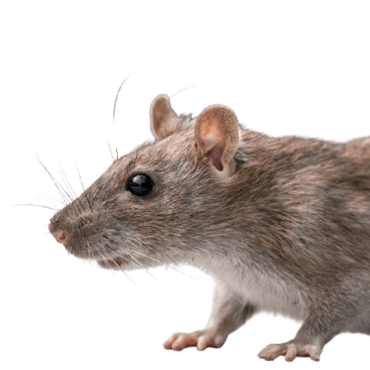 Housotn_rat_exterminator_and_removal-removebg