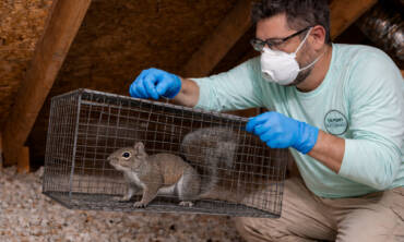 Wildlife Exclusion
