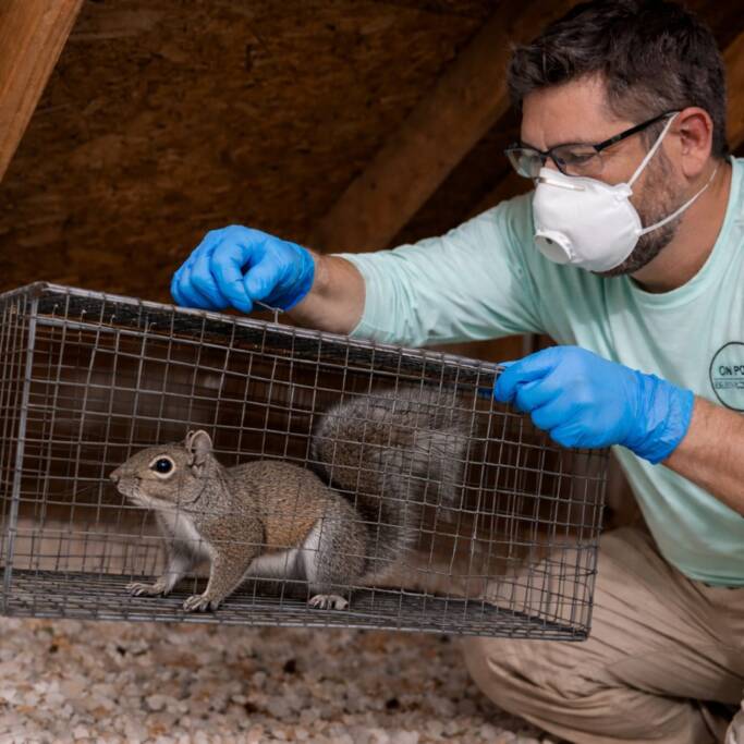 Houston Conroe Squirrel Removal From Attic Wildlife Experts