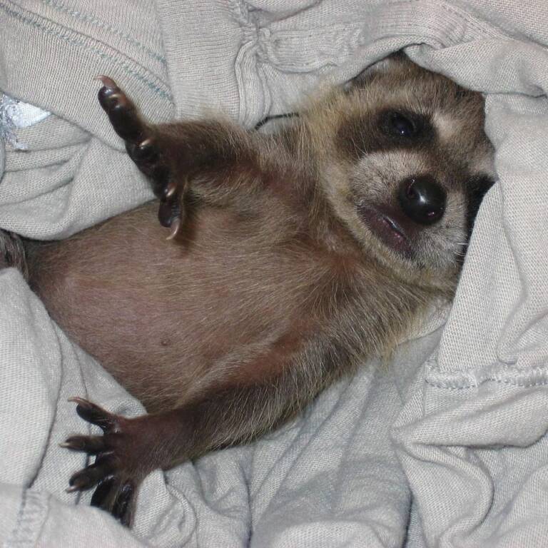 Humane Houston Raccoon Control Pest Control