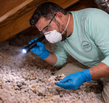 Attic Remediation