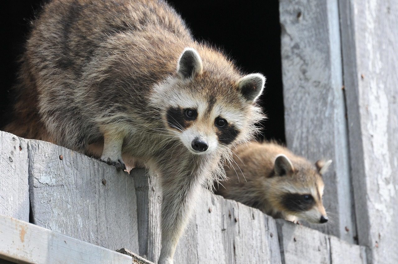 Spring Raccoon Control - Raccoons entering property