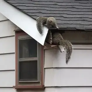 Houston squirrel exclusion from Squirrels entering attic