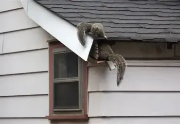 Humane Squirrel Removal in Houston