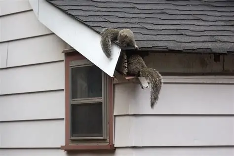 Squirrels entering an attic through a roofline opening