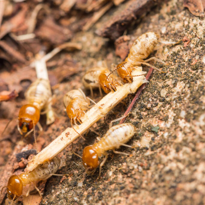 Termite Control in Houston, Termite swarm eating thru wood