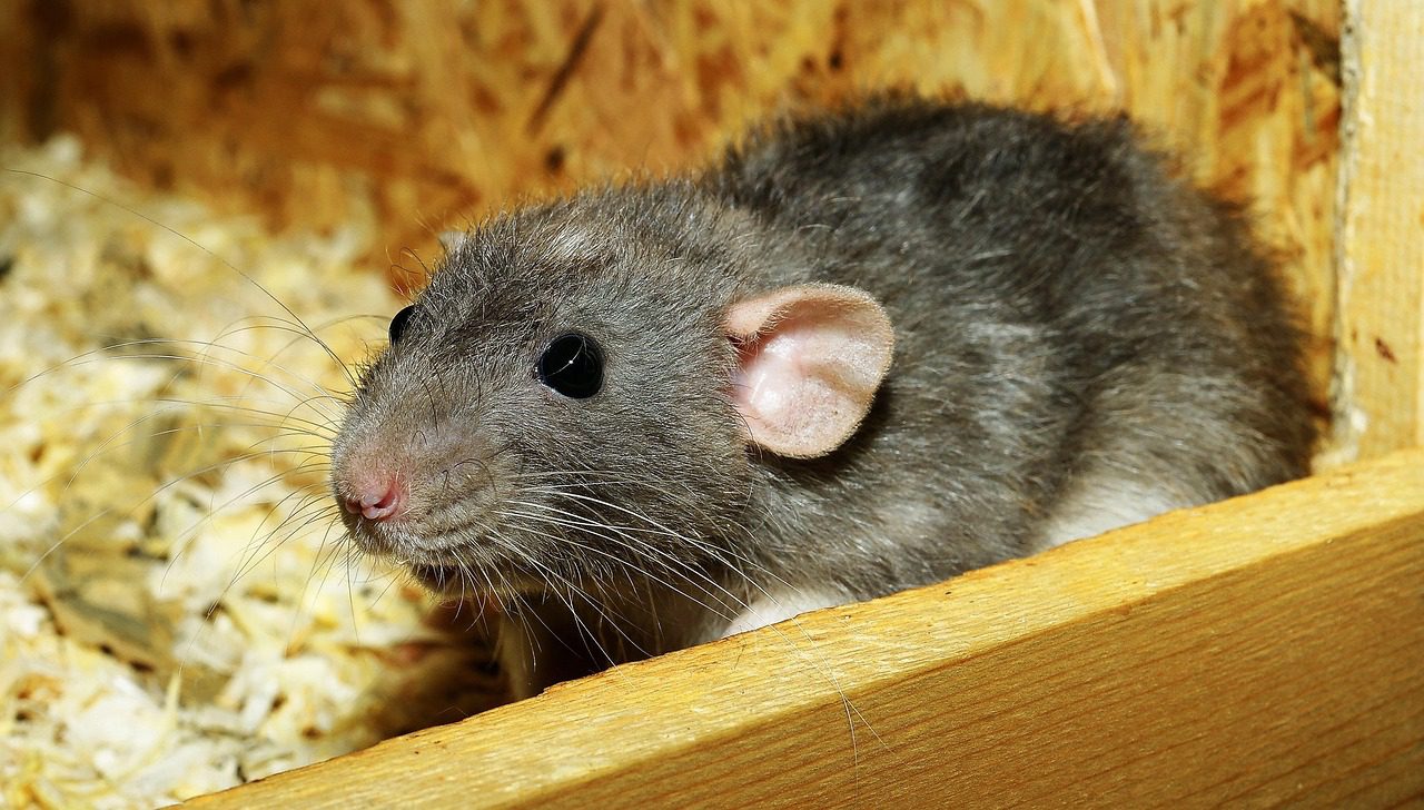 Houston rat exterminator inspecting attic for rat activity and entry points