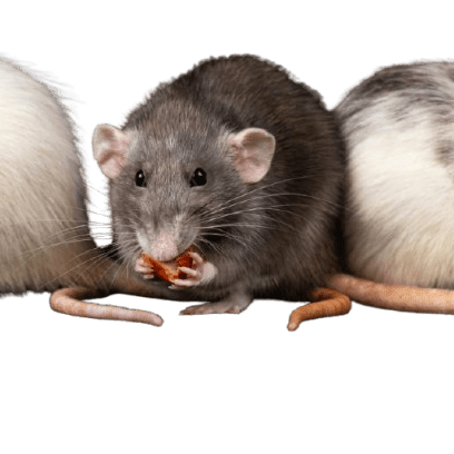 rat_eating-_rat_exterminator_spring
