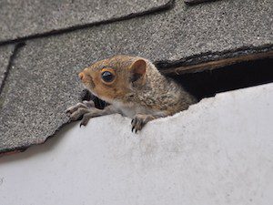Baby squirrel found in an attic during a squirrel removal inspection