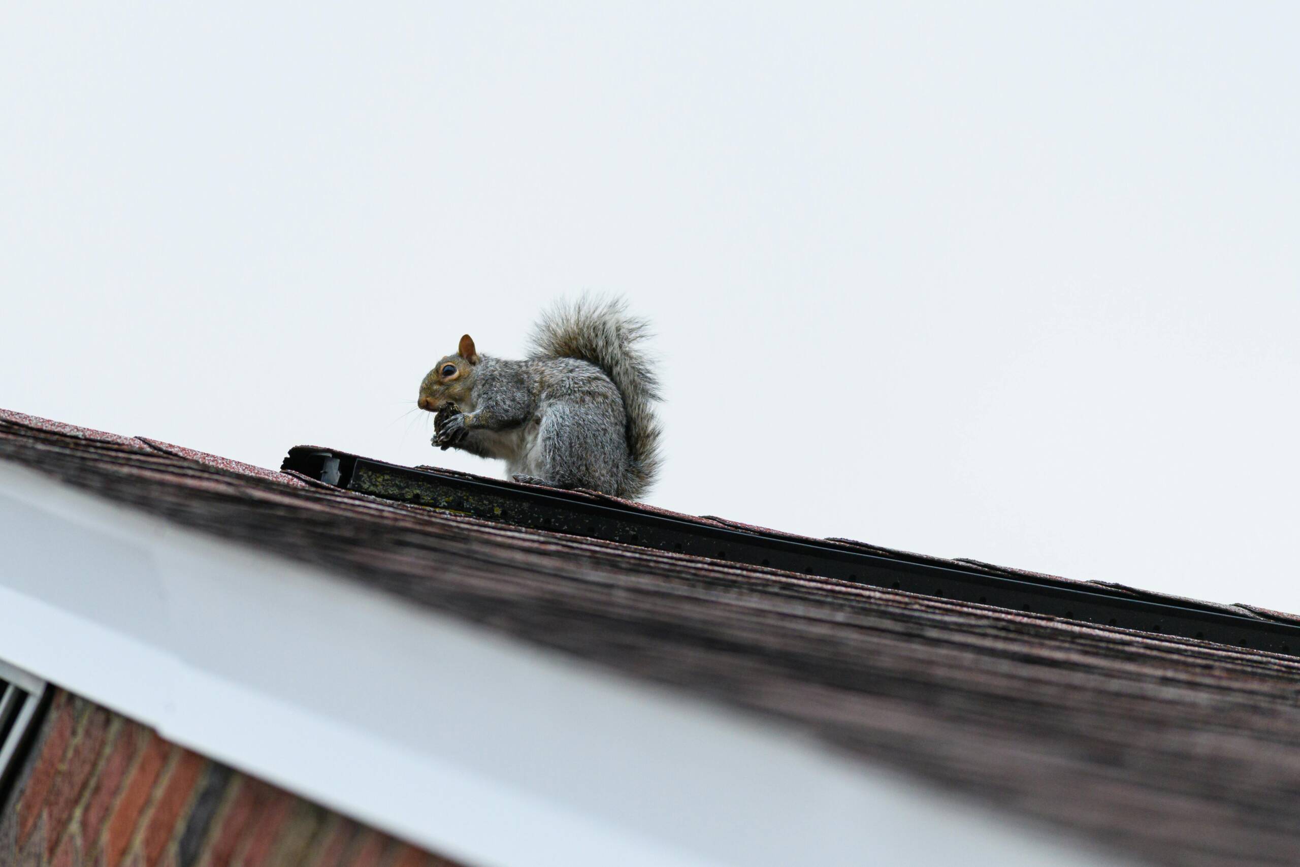 Squirrel on a Houston roof before professional squirrel removal