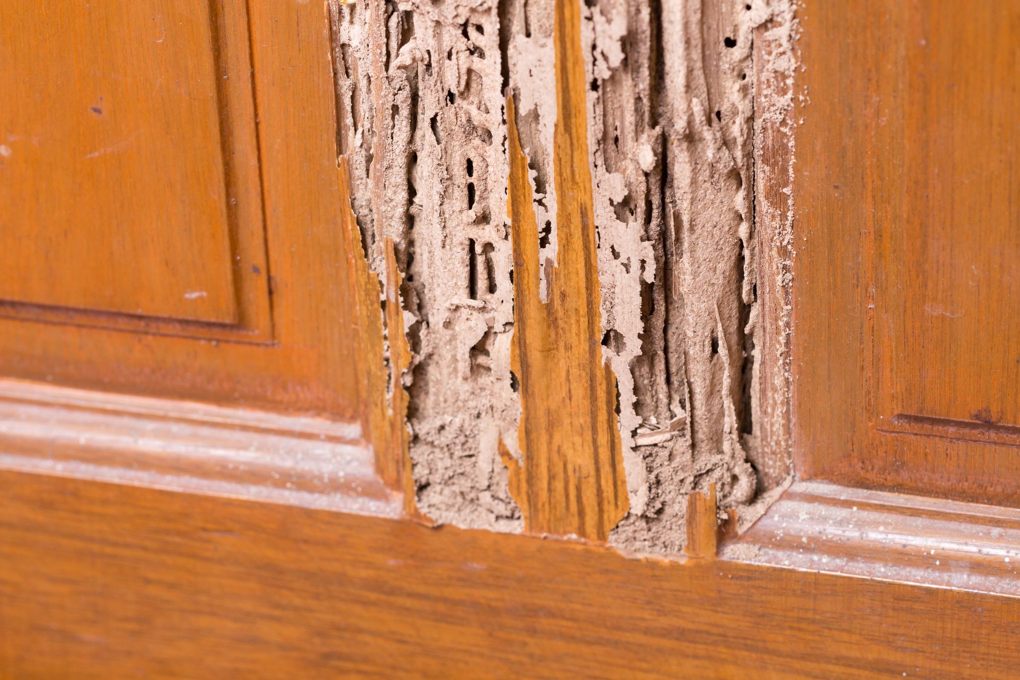 Termite damage on wood walls inside a Houston area home