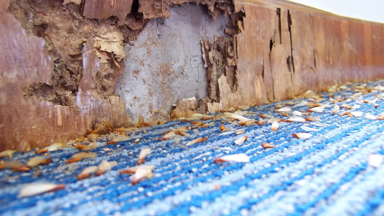 Termite damage on wood siding at a Houston home