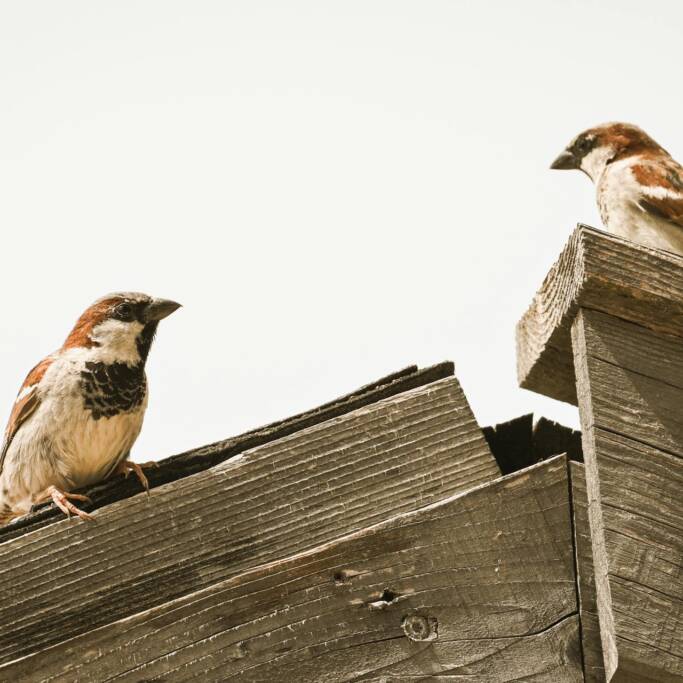 bird removal in the woodlands