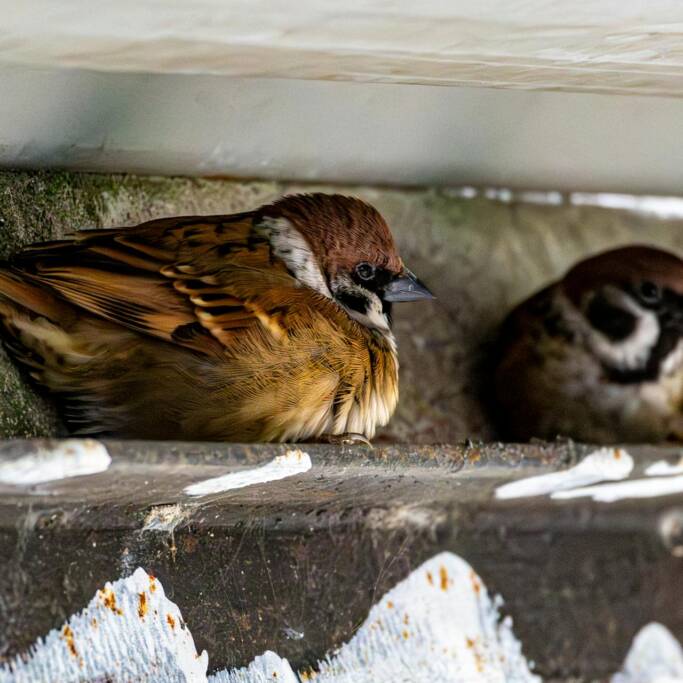 birds on house ledge