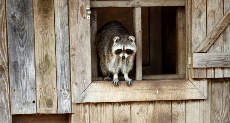 Houston Raccoon Removal and Exclusion: Attic Damage, Health Risks, and When to Call
