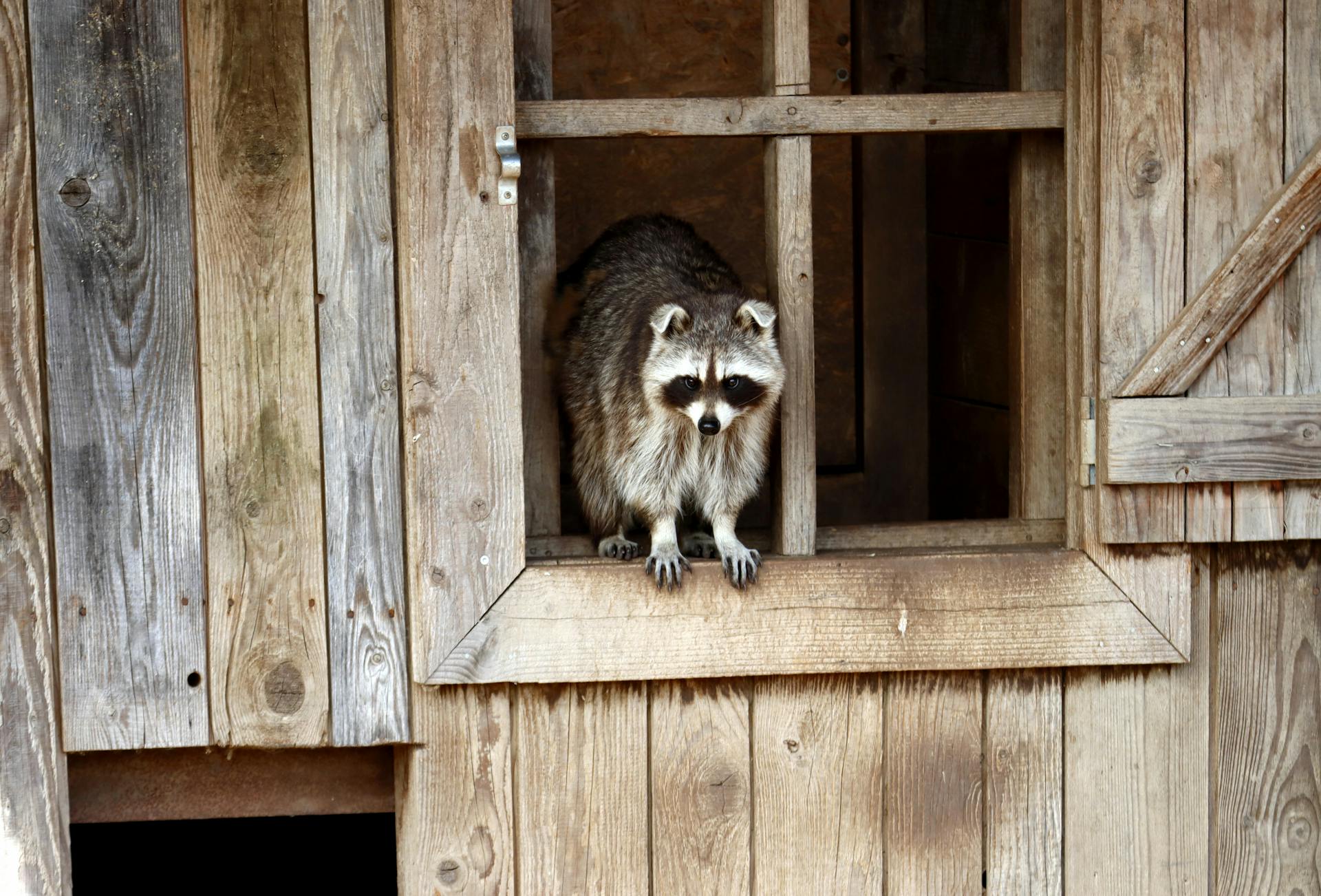 Humane raccoon control in Humble Conroe and Fulshear service areas