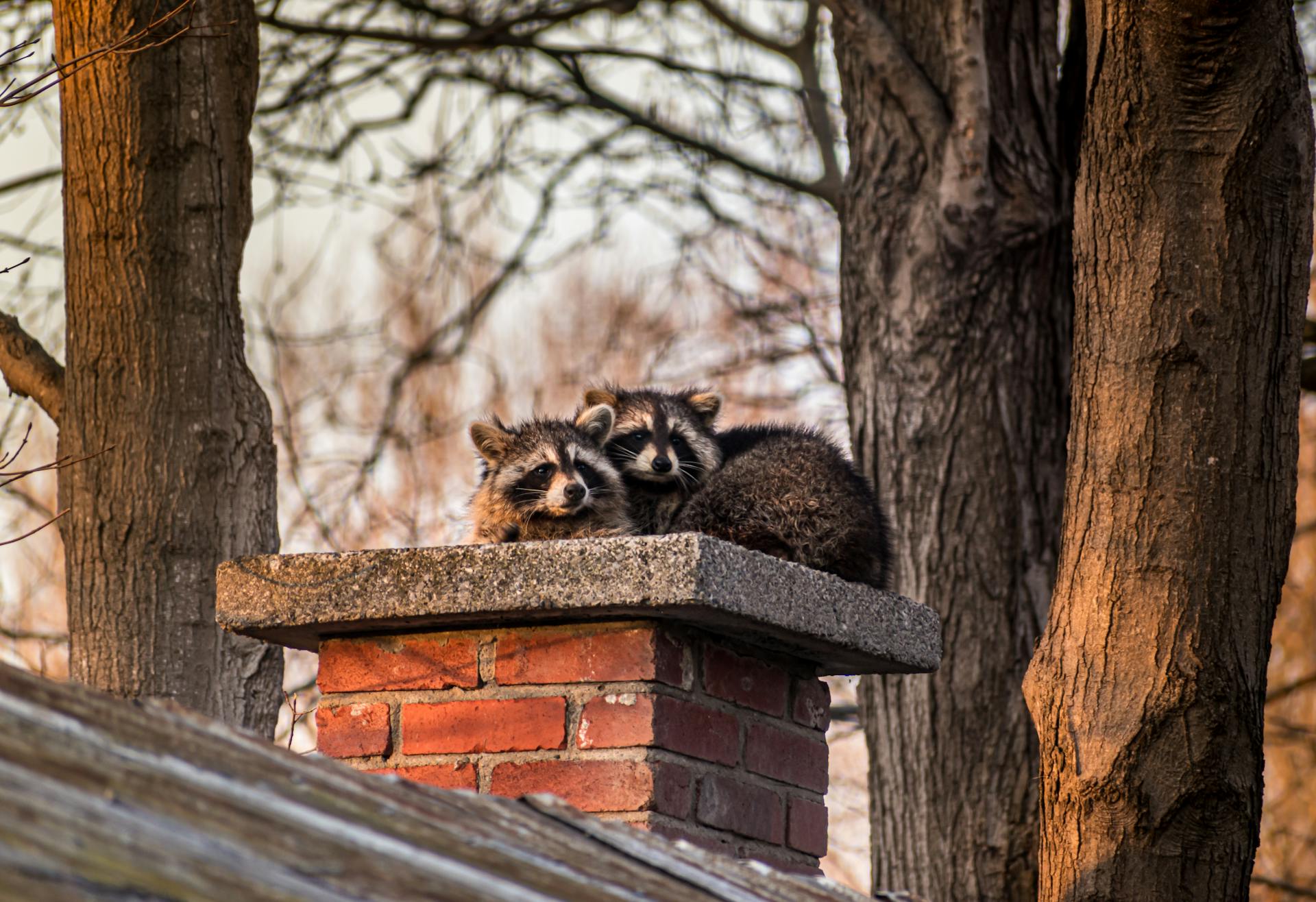 Raccoons on top of a house chimney needing Houston raccoon removal and exclusion