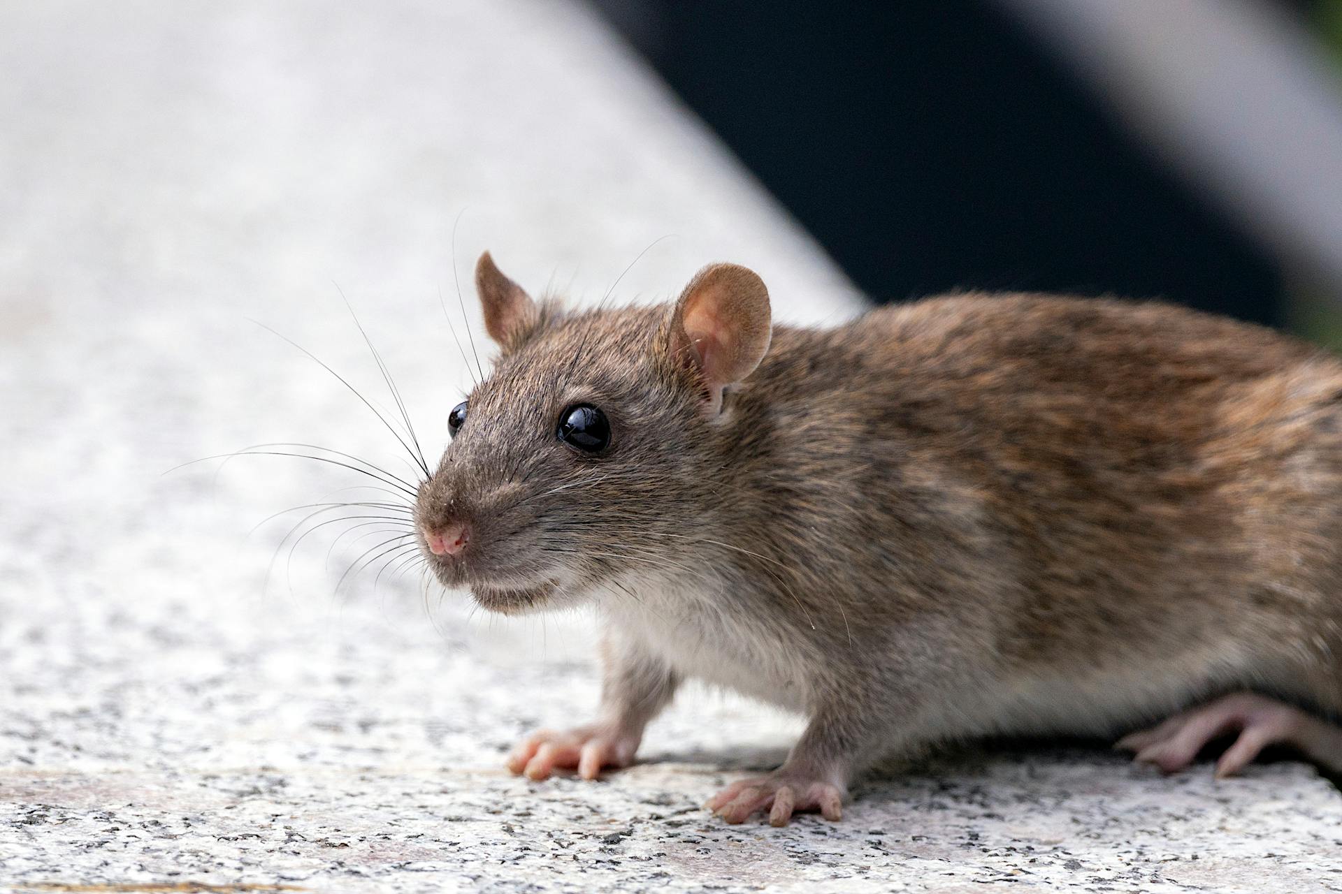 Rat exterminator inspection for Houston rat infestation dangers