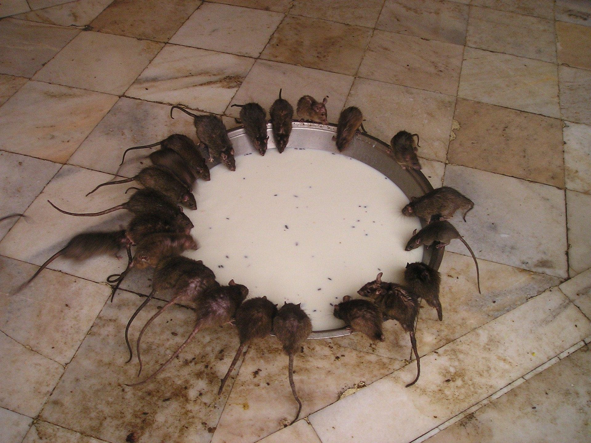 Rat eating in kitchen showing food contamination risk from rat infestation in Houston