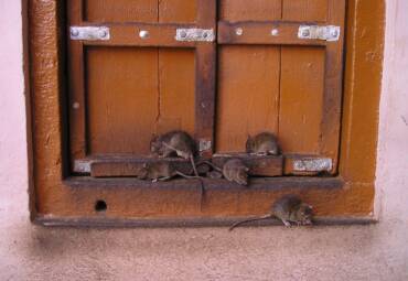 Rat Infestation Dangers in Houston Homes and Businesses