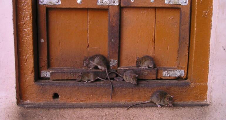 Rat Infestation Dangers in Houston Homes and Businesses