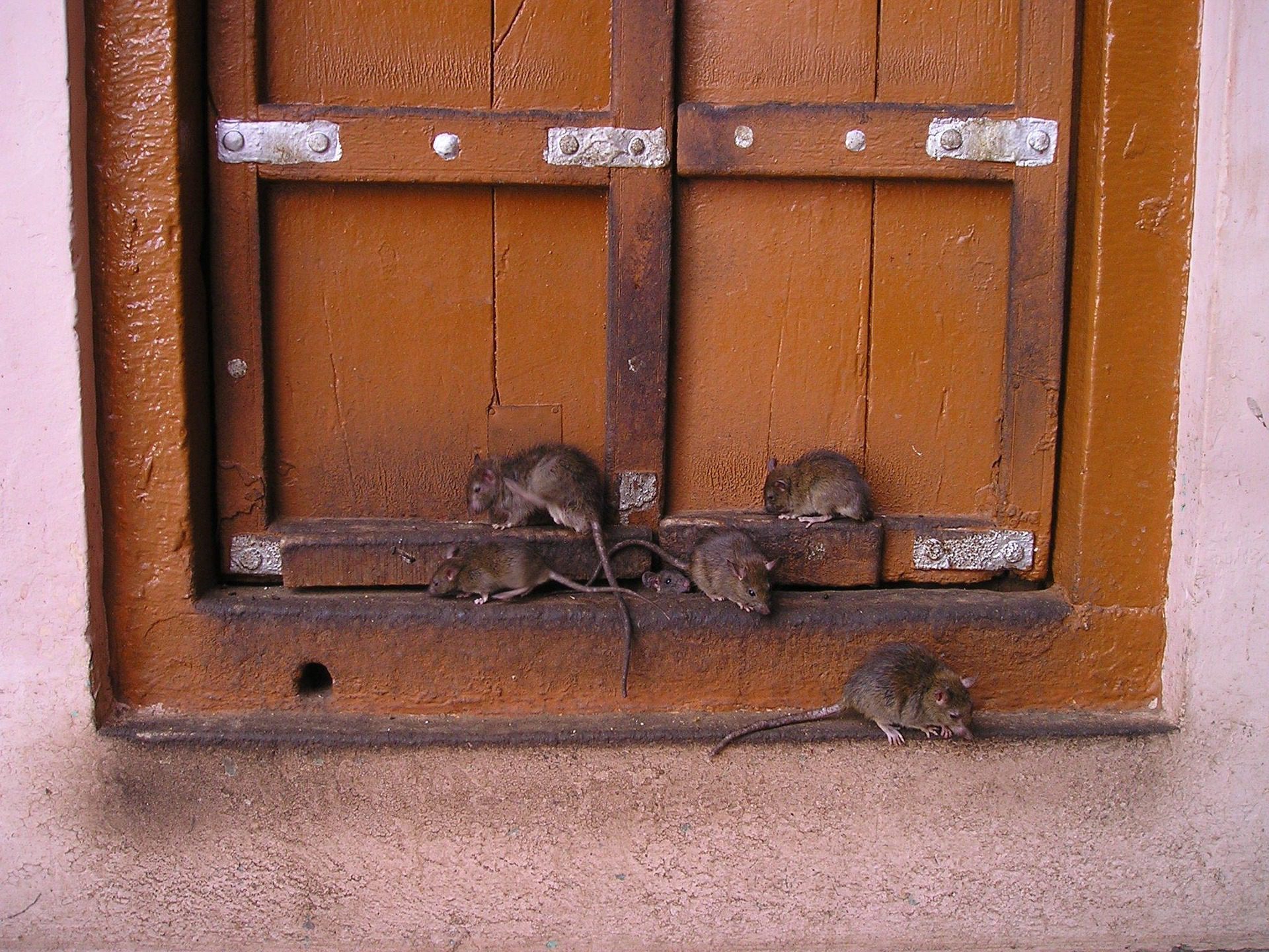 Rat entry point into home found during expert pest control inspection
