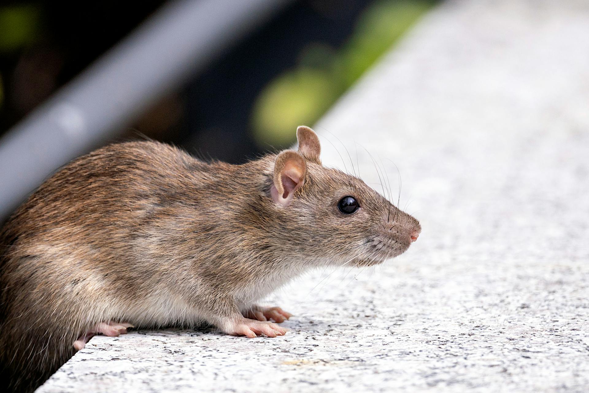 Rat removal inspection in Spring Texas and The Woodlands service area