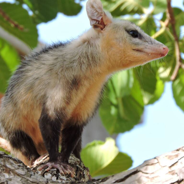 Baby opossum in backyard