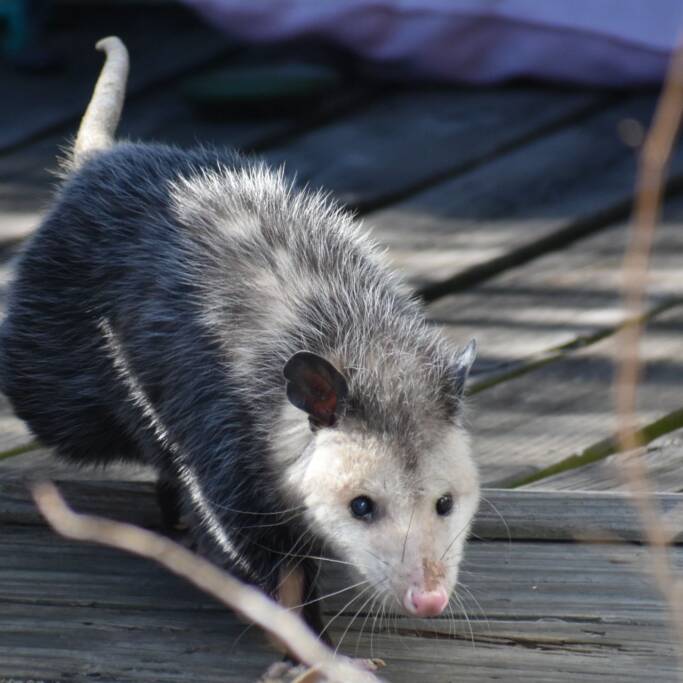 opossum entering home opossum entering home